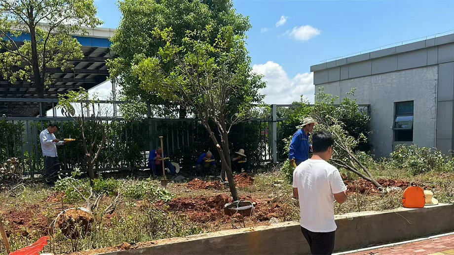 抢进度 抓细节 保成活——机场三期苗木移植工作稳步推进